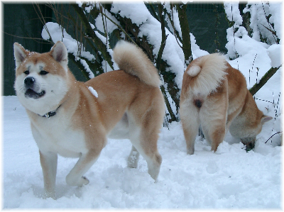 Fujin mit Kira, Schnee war immer toll.